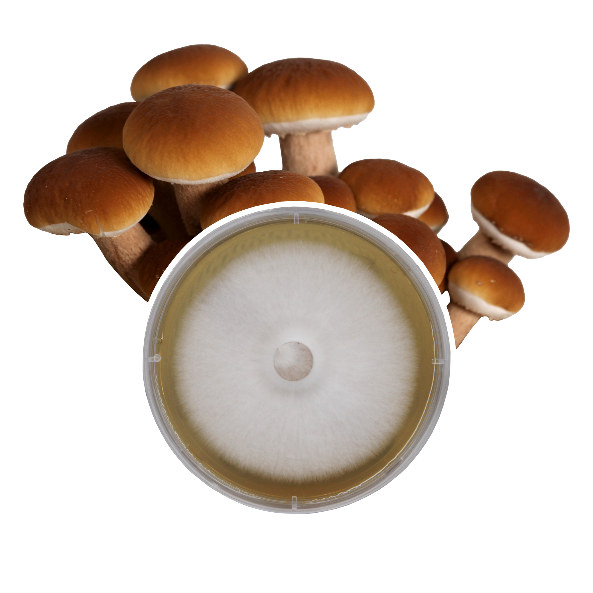 A circular petri dish containing a mycelial culture of the Pioppino mushroom with pioppino mushrooms indicative of the species in the background. 