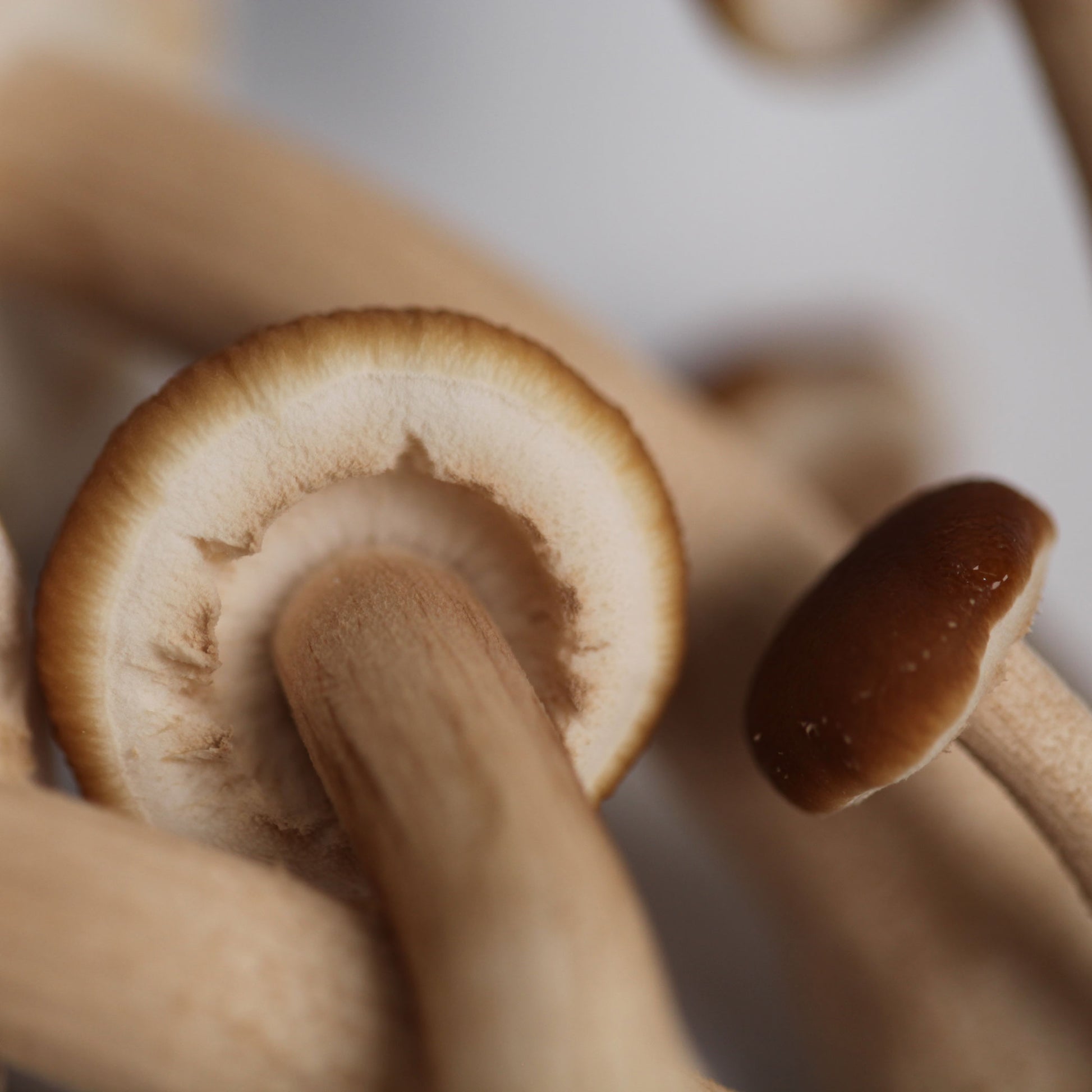 a Macro Shot of the underside of the pioppino mushroom showing the veil splitting from the stem with the gills exposed. 