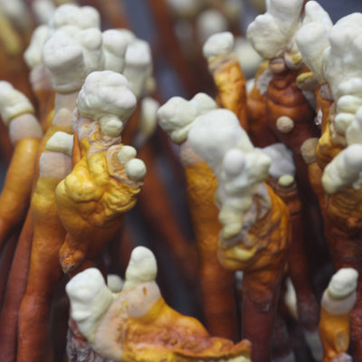 A macro shot of reishi mushroom antlers showing their brown bases that fade into an orange, then yellow, then white banded pattern 